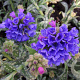 Pulmonaria long. 'E.B. Anderson' GM P9