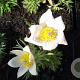 Pulsatilla v. 'Alba' GM P9