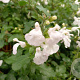 Salvia micr. 'Gletsjer' GM P9