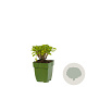 Salvia officinalis GM  P11