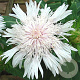 Stokesia laevis 'Alba' GM P9