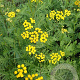 Tanacetum vulgare GM P9