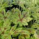 Tiarella c. 'Running Tiger' GM P9