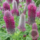 Trifolium rubens GM P9