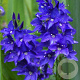 Veronica austr. 'Knallblau' GM P9