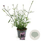 Verbena bon. 'Lollipop' 15-20 cm 4,0L