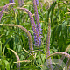 Veronicastrum virg. 'Temptation' GM P9