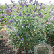Buddleja d. 'Ellen's Blue' 40-50 cm 5,0L