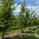 Carpinus betulus 250-300 cm draadkluit meerstammig