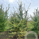 Carpinus betulus 250-300 cm draadkluit meerstammig