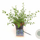 Ceanothus thyrsiflorus repens 40-60 cm 2,0L