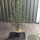 Euonymus alatus 80-100 cm 7,5L