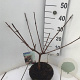 Viburnum carlcephalum 50-60 cm 5,0L