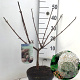 Viburnum carlcephalum 50-60 cm 5,0L