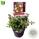 Abelia grandiflora 10-15 cm 2,0L