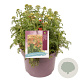 Achillea m. Milly Rock Red GM C5