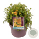 Achillea m. Milly R. Ye. Terracotta GM C5