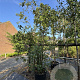 Alnus glutinosa 300-350 cm cont. 80L meerstammig