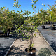 Amelanchier lamarckii 125-150 cm 35L