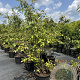 Amelanchier lamarckii 150-175 cm 30L