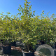Amelanchier lamarckii 175-200 cm cont. 80L meerstammig extra