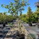 Amelanchier lamarckii 200-225 cm 50L