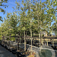 Amelanchier lamarckii 8-10 HO cont. 85L