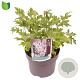 Anemone h. Rose Shades GM C5