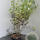 Aronia melanocarpa 'Hugin' 80-100 cm 5,0L