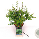 Ilex crenata 'Convexa' 40-60 cm 2,0L