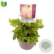 Astilbe (A) 'Astary Red' GM 2,0L