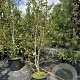 Betula utilis 'Doorenbos' 200-250 cm 50L meerstammig