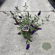 Buddleja d. 'Black Knight' 30-40 cm 3,0L