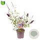 Buddleja d. 'Black Knight' 60-80 cm 10L