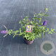 Buddleja d. 'Empire Blue' 30-40 cm 3,0L