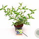 Buddleja d. 'Empire Blue' 30-40 cm 3,0L