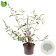 Buddleja d. 'Empire Blue' 50-60 cm 5,0L