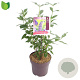 Buddleja d. 'Empire Blue' 50 cm 10L