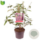 Buddleja d. 'Ile de France' 40-50 cm 5,0L