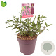 Buddleja d. 'Ile de France' 50 cm 10L