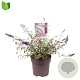 Buddleja d. 'Nanho Blue' 60-80 cm 10L