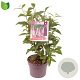 Buddleja d. 'Pink Delight' 50 cm 10L