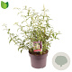 Buddleja d. 'White Profusion' 50-60 cm 5,0L