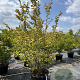 Carpinus betulus 200-225 cm cont. 80L meerstammig