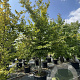 Carpinus betulus 400-450 cm cont. 110L meerstammig