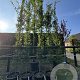Carpinus bet. 'Fastigiata' 10-12 cm 50L geveerd