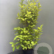 Callicarpa bod. Magical Snow Queen 80-100 cm 5,0L