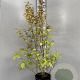 Callicarpa bod. 'Profusion' 150 cm 10L