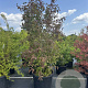 Callicarpa bod. 'Profusion' 200-225 cm cont. 110L