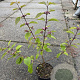 Callicarpa bod. 'Profusion' 20-30 cm P13